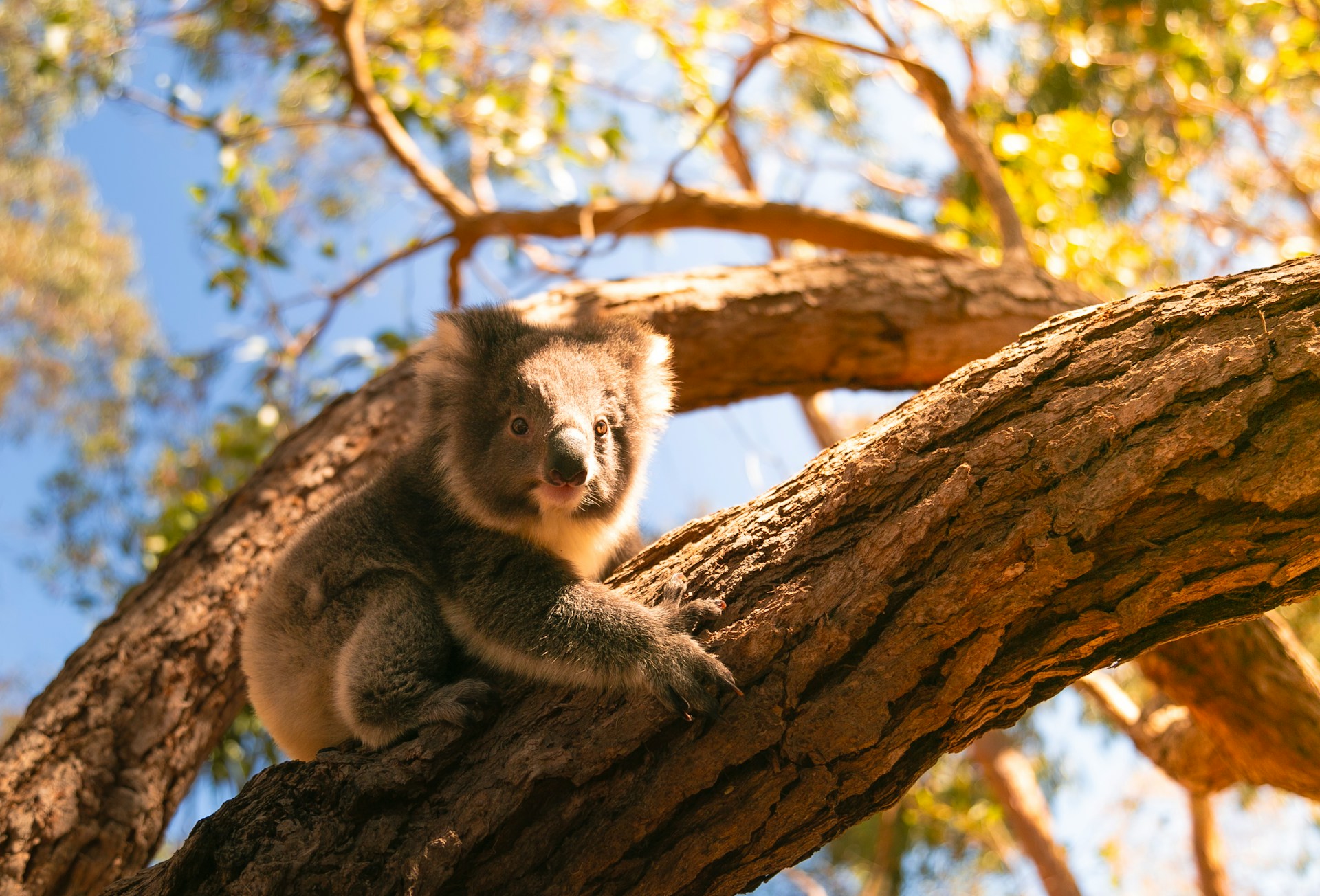 Australian Wildlife and Nature
